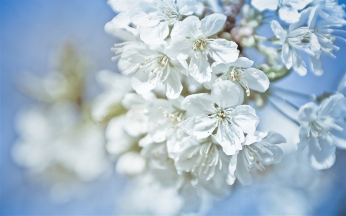 flores blancas, ramitas, bokeh Fondos de pantalla, imagen