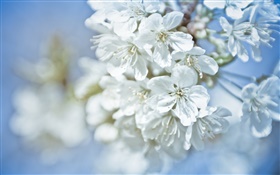 flores blancas, ramitas, bokeh