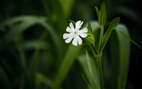 Blanca pequeña flor de primer plano, fondo verde
