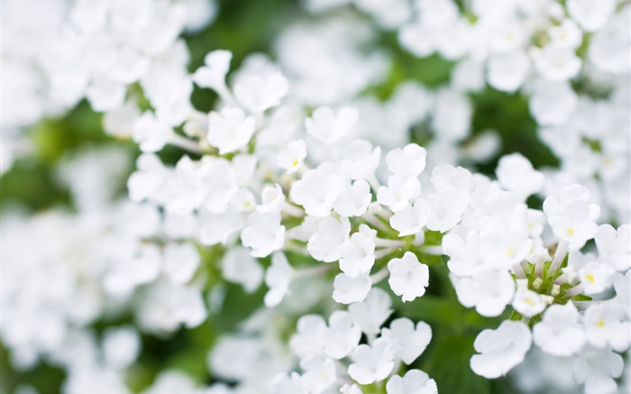 pequeñas flores blancas, bokeh, primavera Fondos de pantalla, imagen
