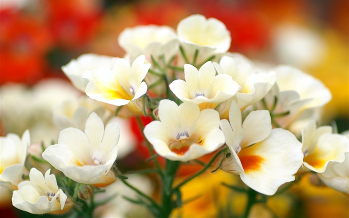 pétalos blancos flores, bokeh Fondos de pantalla, imagen