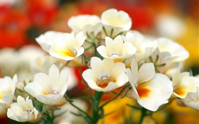 pétalos blancos flores, bokeh