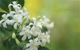 pétalos blancos flores primer plano, bokeh