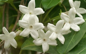 pétalos blancos flores primer plano