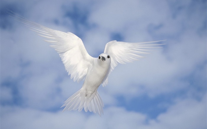 Blanca paloma volando, alas Fondos de pantalla, imagen