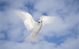 Blanca paloma volando, alas HD fondos de pantalla
