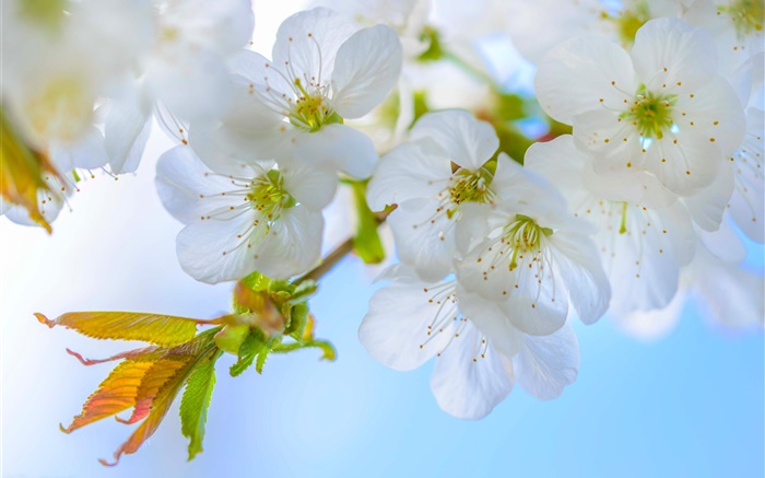 ciruelo blanco, flores, floración, ramas, primavera Fondos de pantalla, imagen