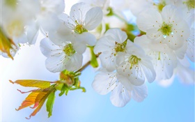 ciruelo blanco, flores, floración, ramas, primavera HD fondos de pantalla