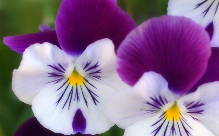 Blancos pétalos de color púrpura, orquídea mariposa primer plano Fondos de pantalla, imagen