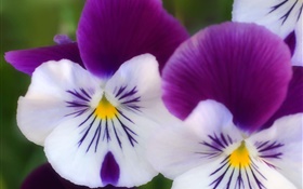 Blancos pétalos de color púrpura, orquídea mariposa primer plano