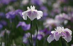 Blanco púrpura de los pétalos de flores, bokeh HD fondos de pantalla