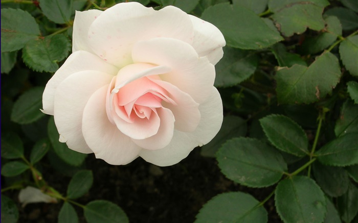 Blanca flor rosa Fondos de pantalla, imagen