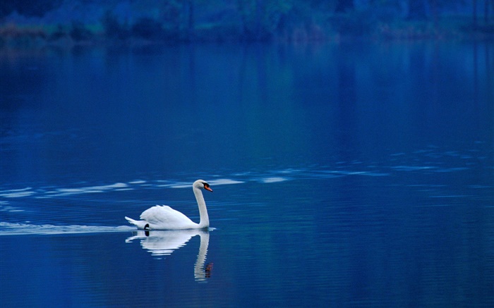 cisne blanco en el lago Fondos de pantalla, imagen