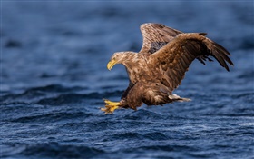 Águila de cola blanca, halcón, depredador, alas, agua
