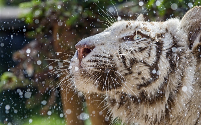 tigre blanco, cara, invierno Fondos de pantalla, imagen