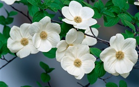 flores silvestres blancas primer plano