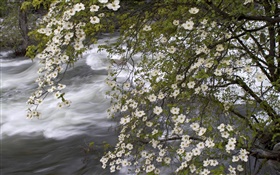 flores silvestres blancas, río, paisaje de la naturaleza HD fondos de pantalla
