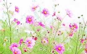 Flores silvestres, flores de color rosa kosmeya