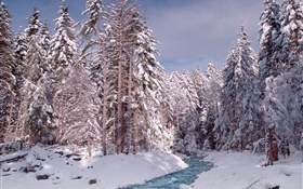 Invierno, bosque, árboles, nieve espesa, río