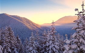 Invierno, montañas, nieve, árboles, puesta del sol