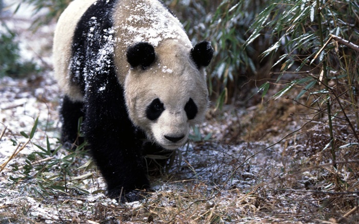 Invierno, panda, paseo Fondos de pantalla, imagen