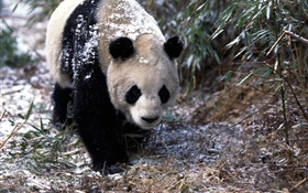 Invierno, panda, paseo HD fondos de pantalla