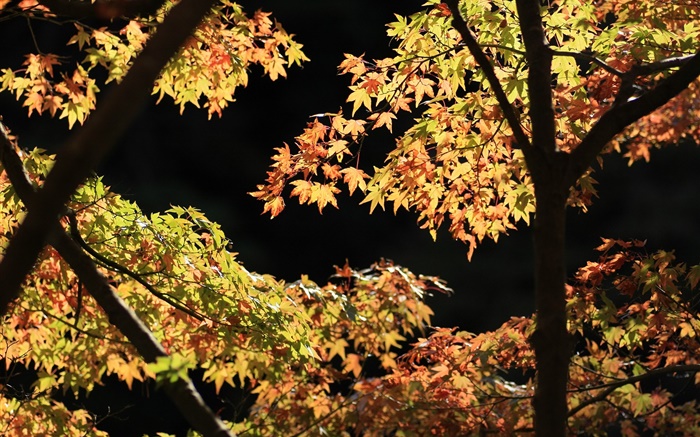 Las hojas amarillas y verdes, árbol de arce, sol, otoño Fondos de pantalla, imagen