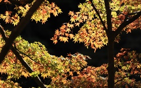 Las hojas amarillas y verdes, árbol de arce, sol, otoño