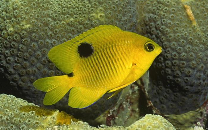 pez payaso amarillo Fondos de pantalla, imagen