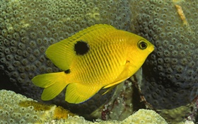 pez payaso amarillo HD fondos de pantalla