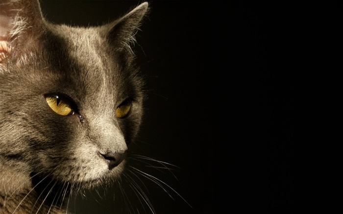 Los ojos amarillos cara del gato, fondo negro Fondos de pantalla, imagen