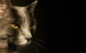 Los ojos amarillos cara del gato, fondo negro HD fondos de pantalla