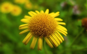 flor amarilla primer plano, bokeh