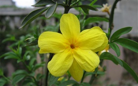 flor amarilla primer plano, hojas HD fondos de pantalla