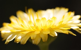pétalos de flores de color amarillo primer plano, fondo negro HD fondos de pantalla