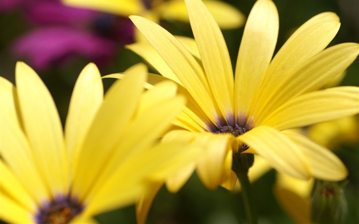 Flor amarilla de los pétalos de la fotografía macro Fondos de pantalla, imagen
