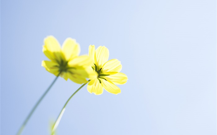 flores amarillas, el cielo azul Fondos de pantalla, imagen