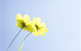 flores amarillas, el cielo azul