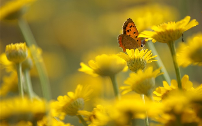 flores amarillas, mariposa, fondo borroso Fondos de pantalla, imagen