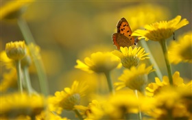 flores amarillas, mariposa, fondo borroso