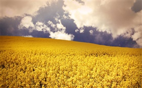 campo de flores amarillas, nubes