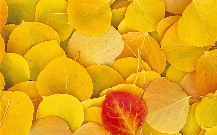 Las hojas amarillas de primer plano, una hoja roja Fondos de pantalla, imagen