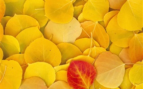 Las hojas amarillas de primer plano, una hoja roja