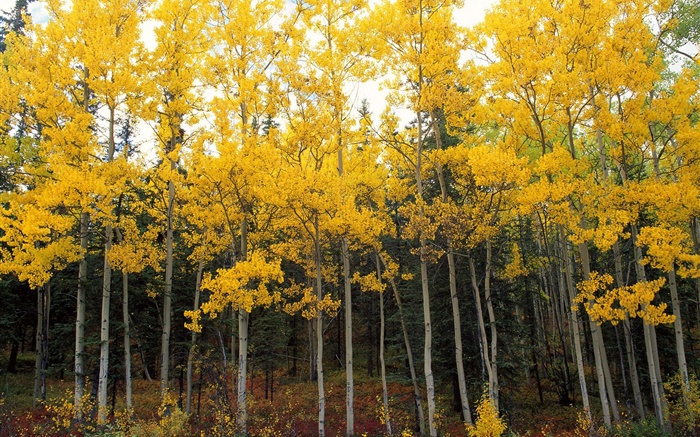 Las hojas amarillas, árboles, bosque, otoño Fondos de pantalla, imagen