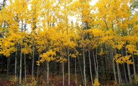 Las hojas amarillas, árboles, bosque, otoño