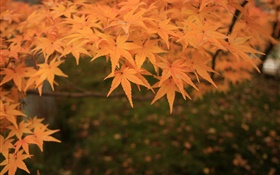 las hojas de arce de color amarillo, ramas, otoño