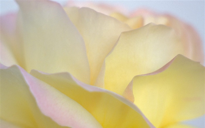 Pétalos de rosas amarillas de cerca Fondos de pantalla, imagen