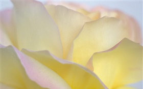 Pétalos de rosas amarillas de cerca HD fondos de pantalla