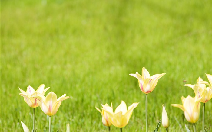 flores de tulipán amarillo, fondo verde Fondos de pantalla, imagen