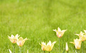flores de tulipán amarillo, fondo verde HD fondos de pantalla